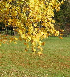 Aktuelle Angebote im Herbsts
